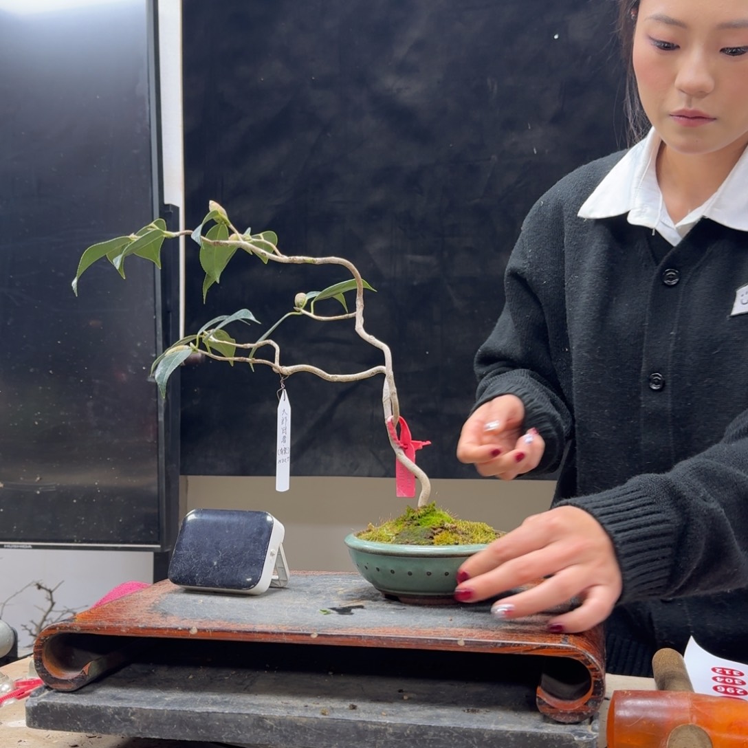 盆景顺丰到付不包邮阿*252