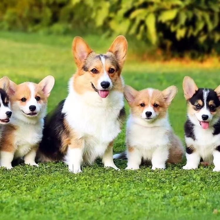 尤宠宠物繁殖基地狗狗活体专属全款链接