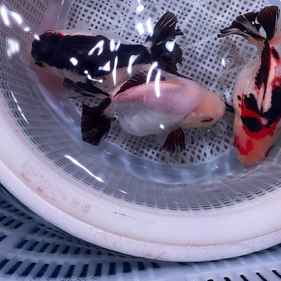 W***波海水鱼玛丽小的一组