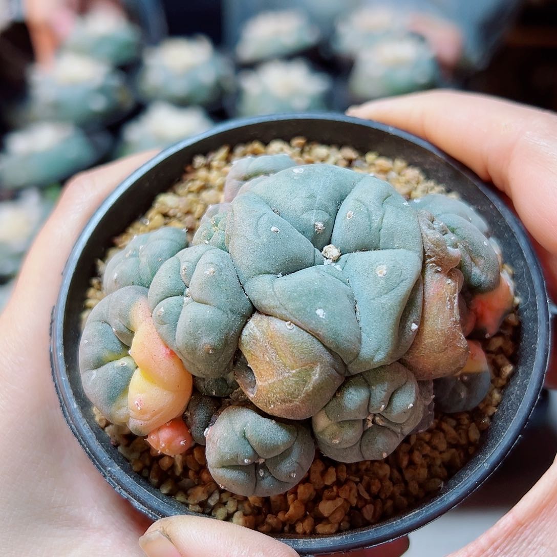 晚2号自根乌锦带石化8.2公分