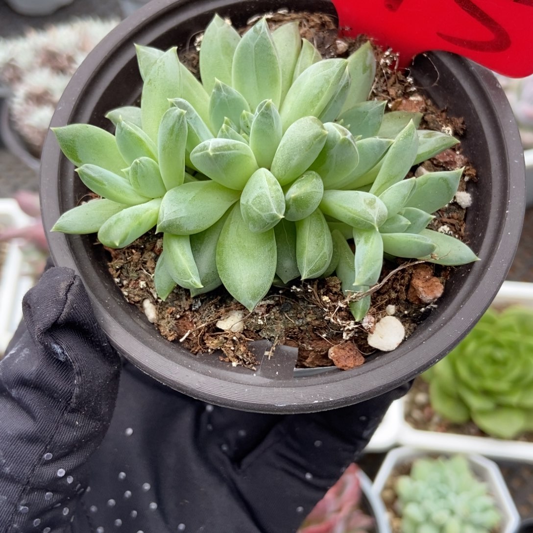 145牵手杂多肉植物保护
