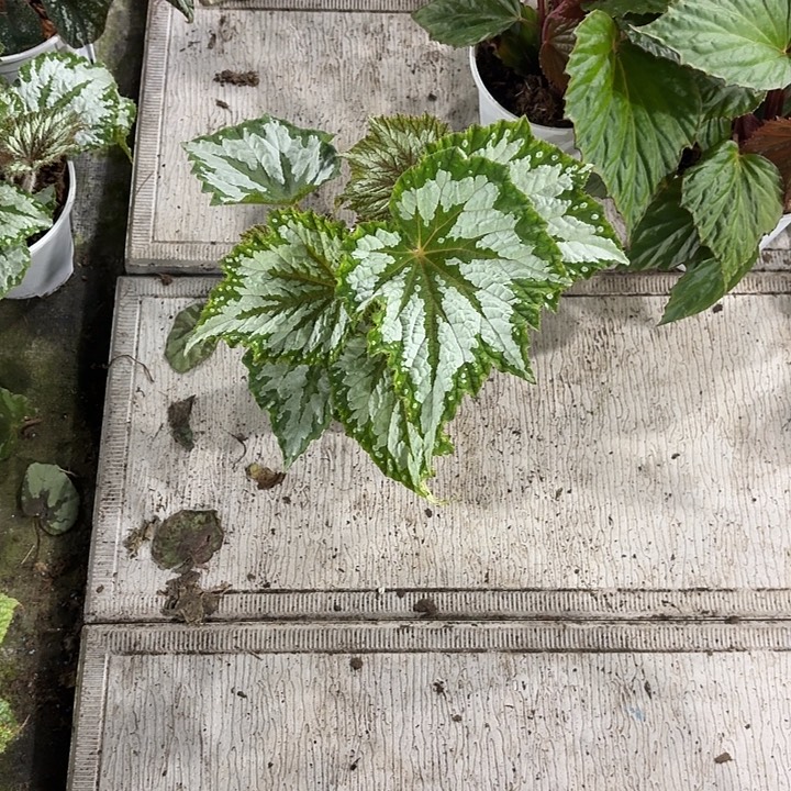 完全开放植物鸟秋海棠
