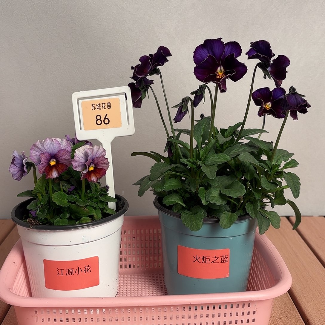 大部分开放少量花苞86