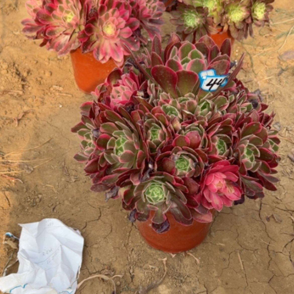 【闪购商品】多肉植物妖月44