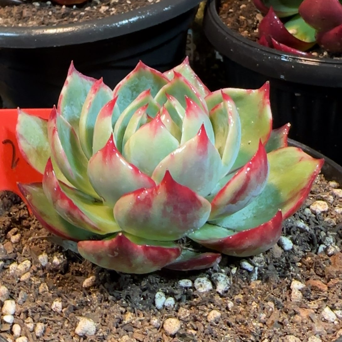 惊鸿一物一拍包装收缩花旱2221