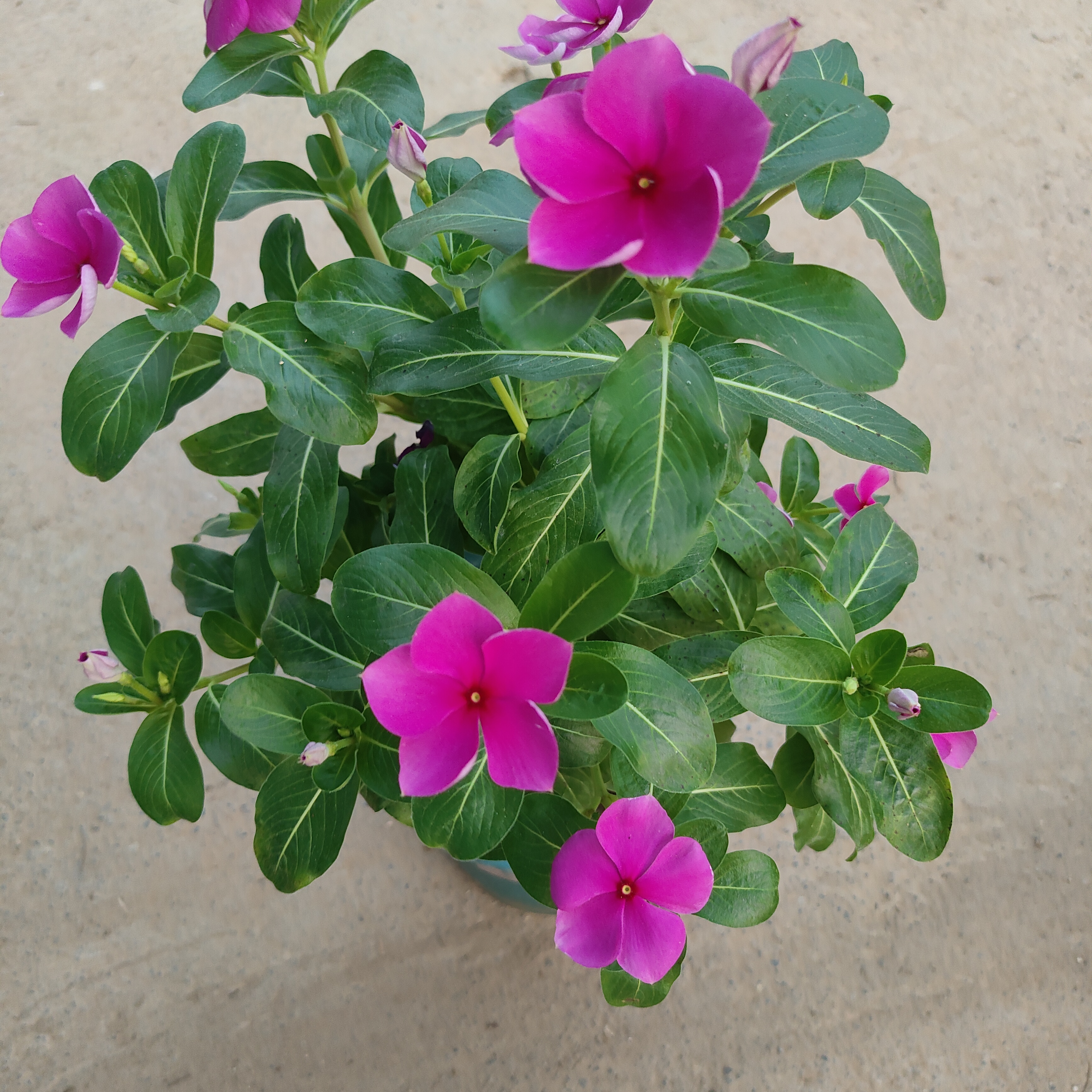 长春花天天开木本棒棒糖老桩【加仑盆】好养活庭院四季开花