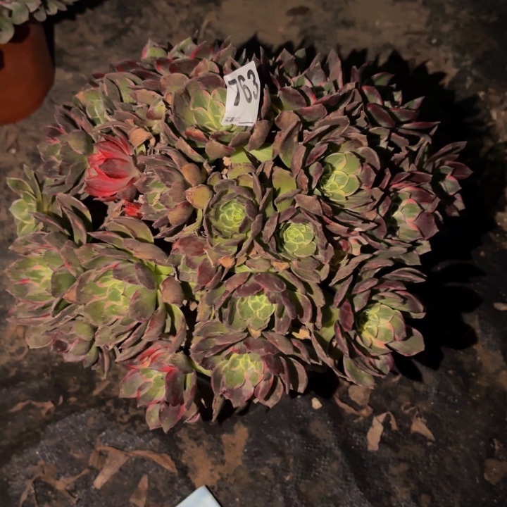 763万花筒多肉植物