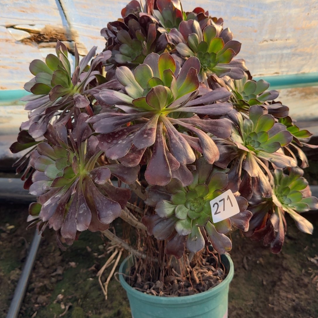 花蝴蝶不花法师271号法师多肉