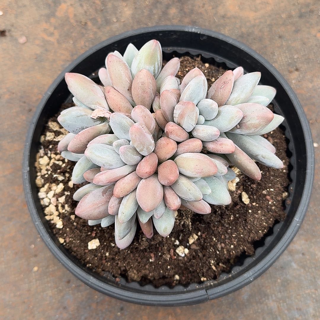 白兰地美肉美肉炸