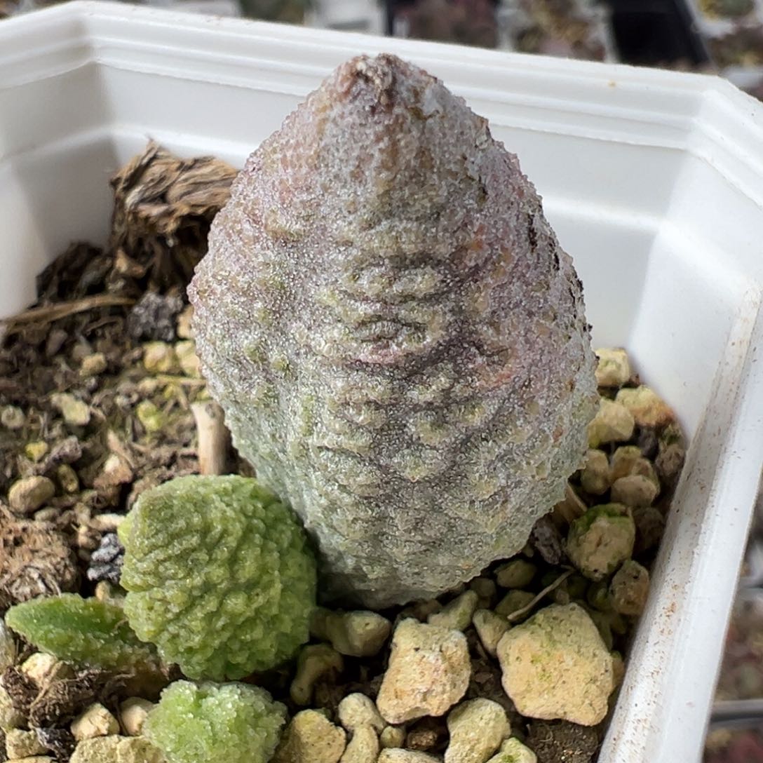 实生底叶苗纹路款多肉植物水泡