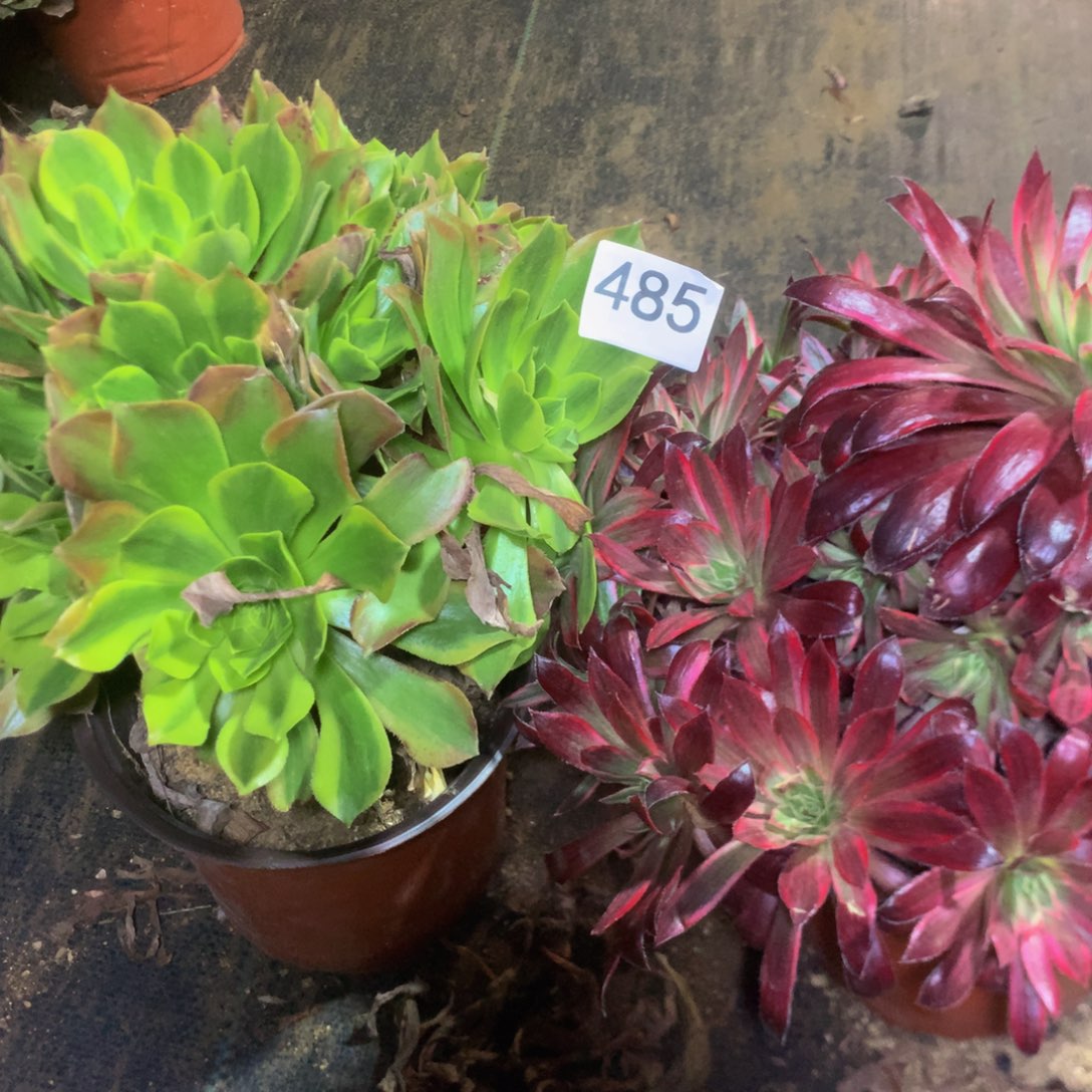 485特价组合多肉植物