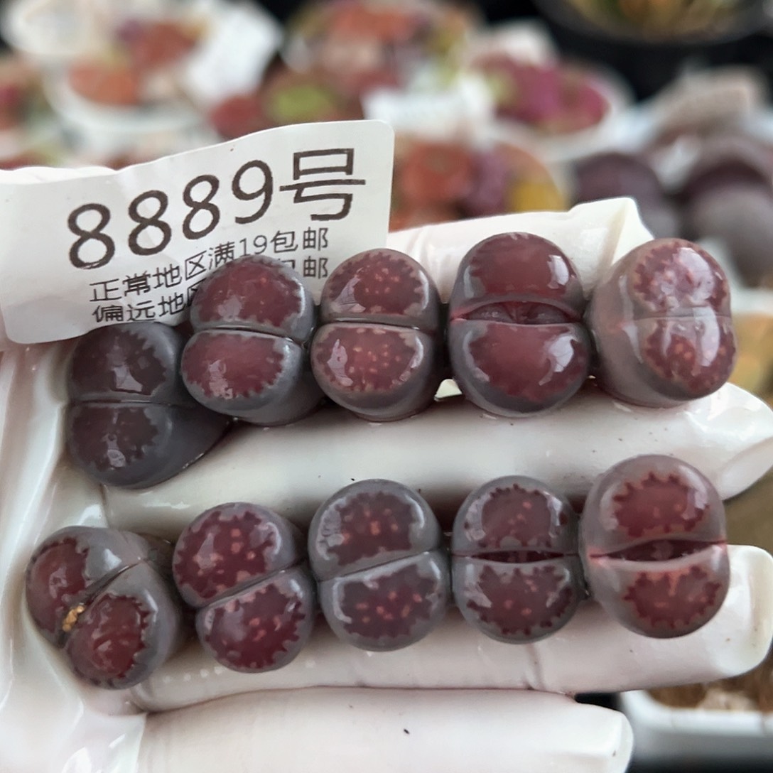 好养易活生石花大母本8889