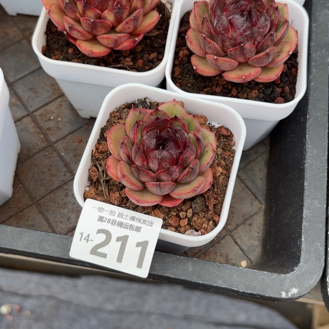 黑果珍妮一物一拍