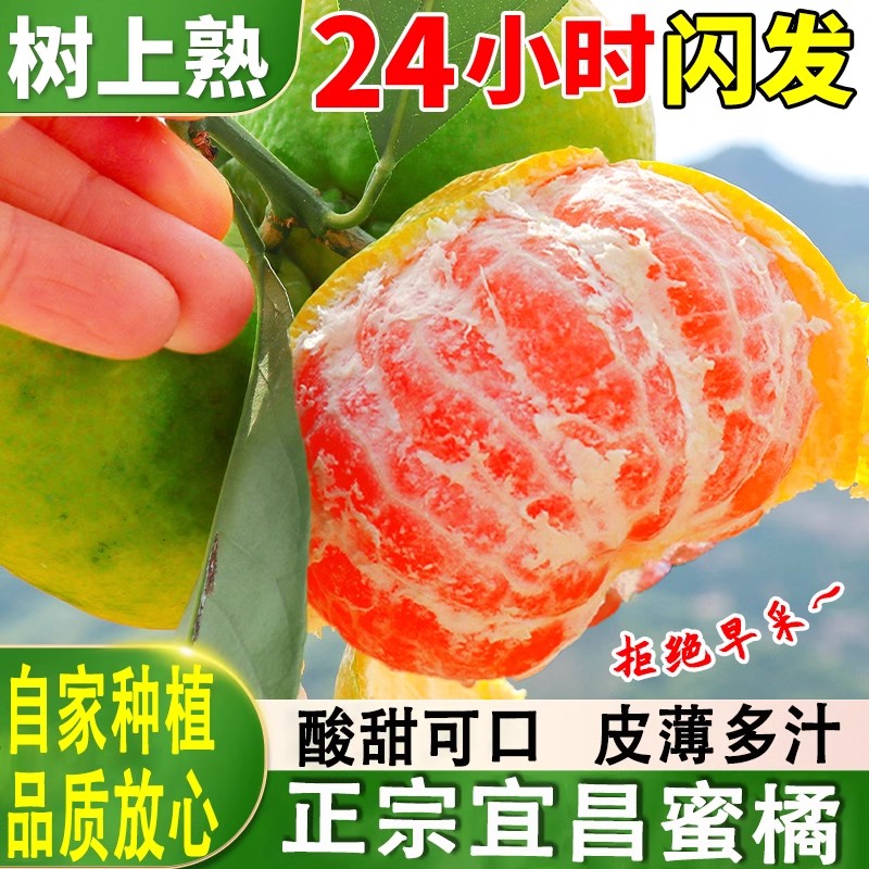 橘子宜昌蜜桔新鲜现摘薄皮无籽青皮蜜桔酸甜爽口应季水果