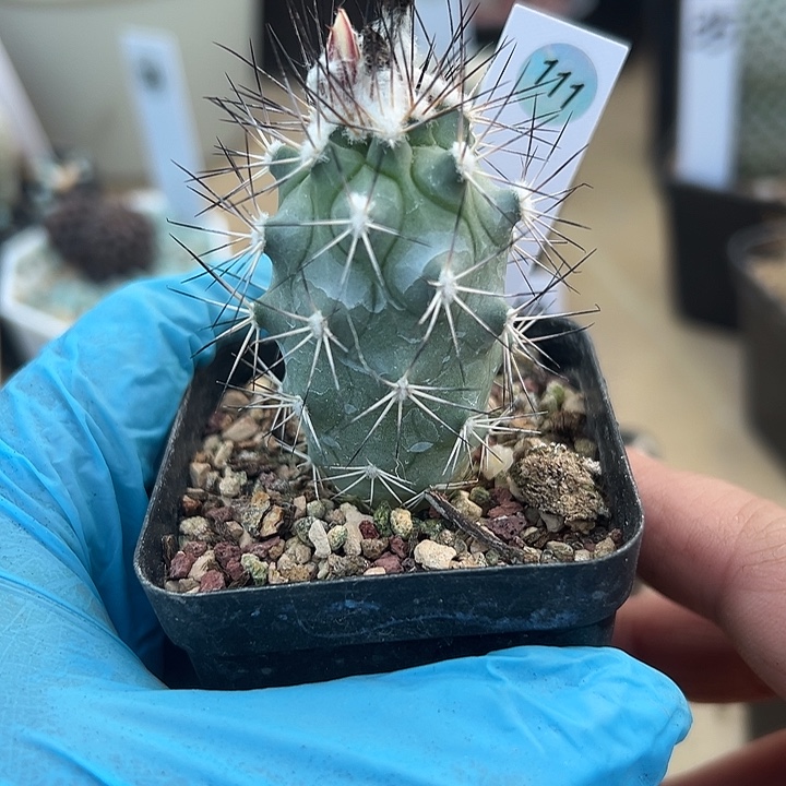 潇****111号实生黑枪玉娇丽