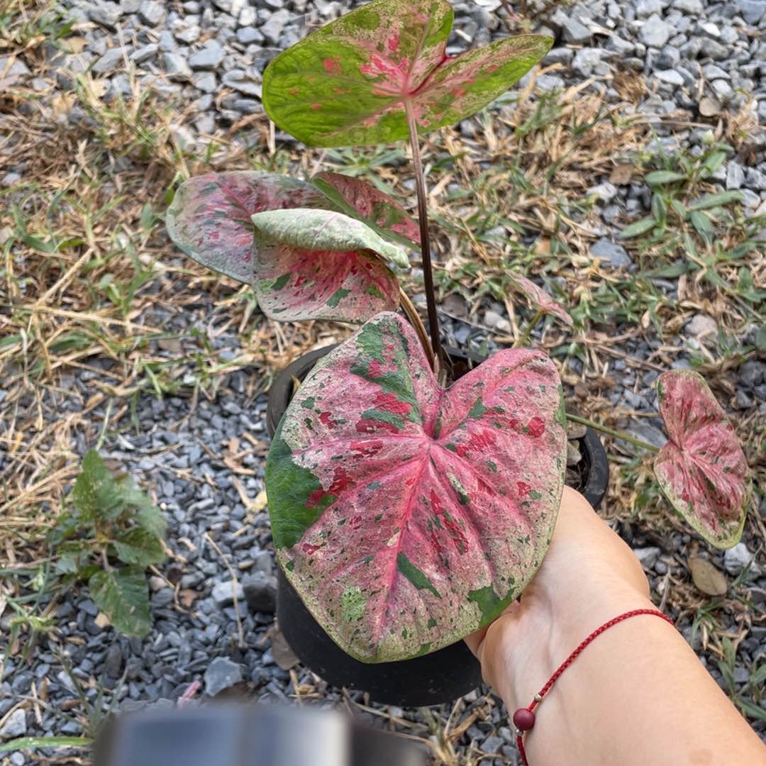 无花朵D266心肝袋装