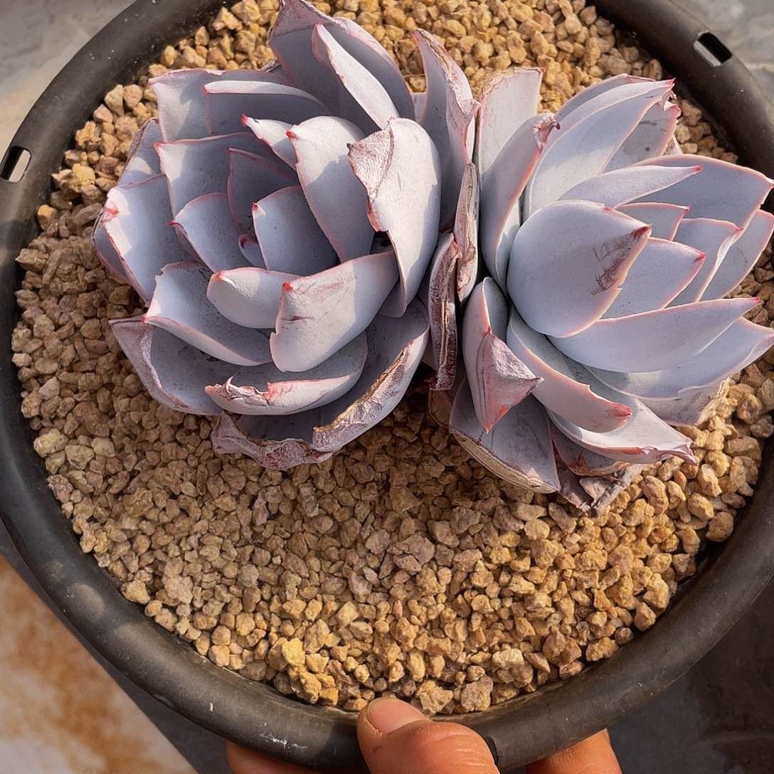 广寒宫多肉多肉多肉