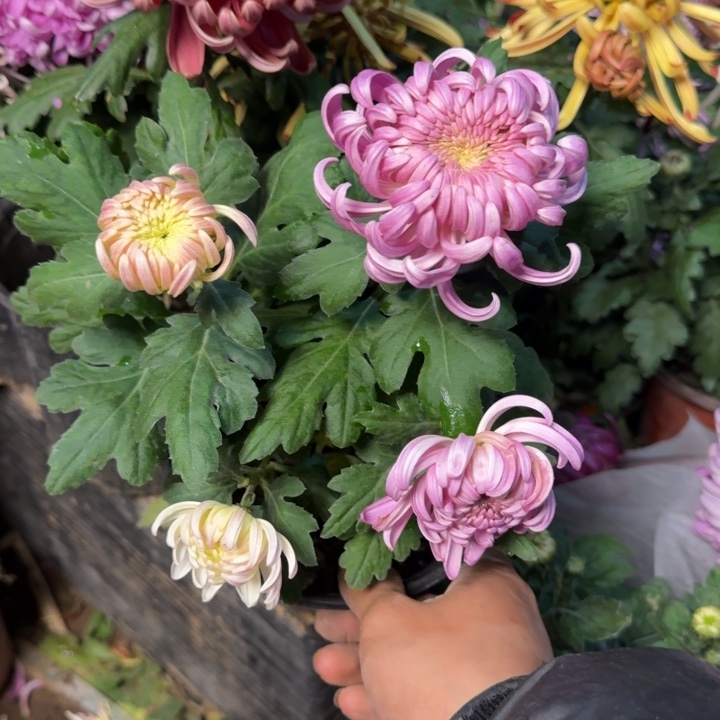 ゛***ヽ完全开放六淡六香