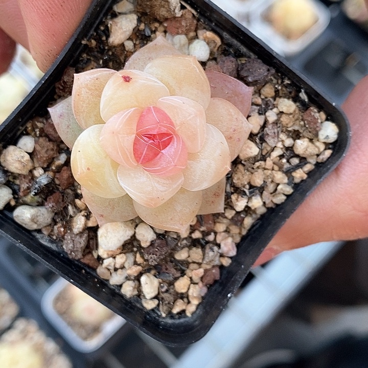 响当当啊这不是要干的