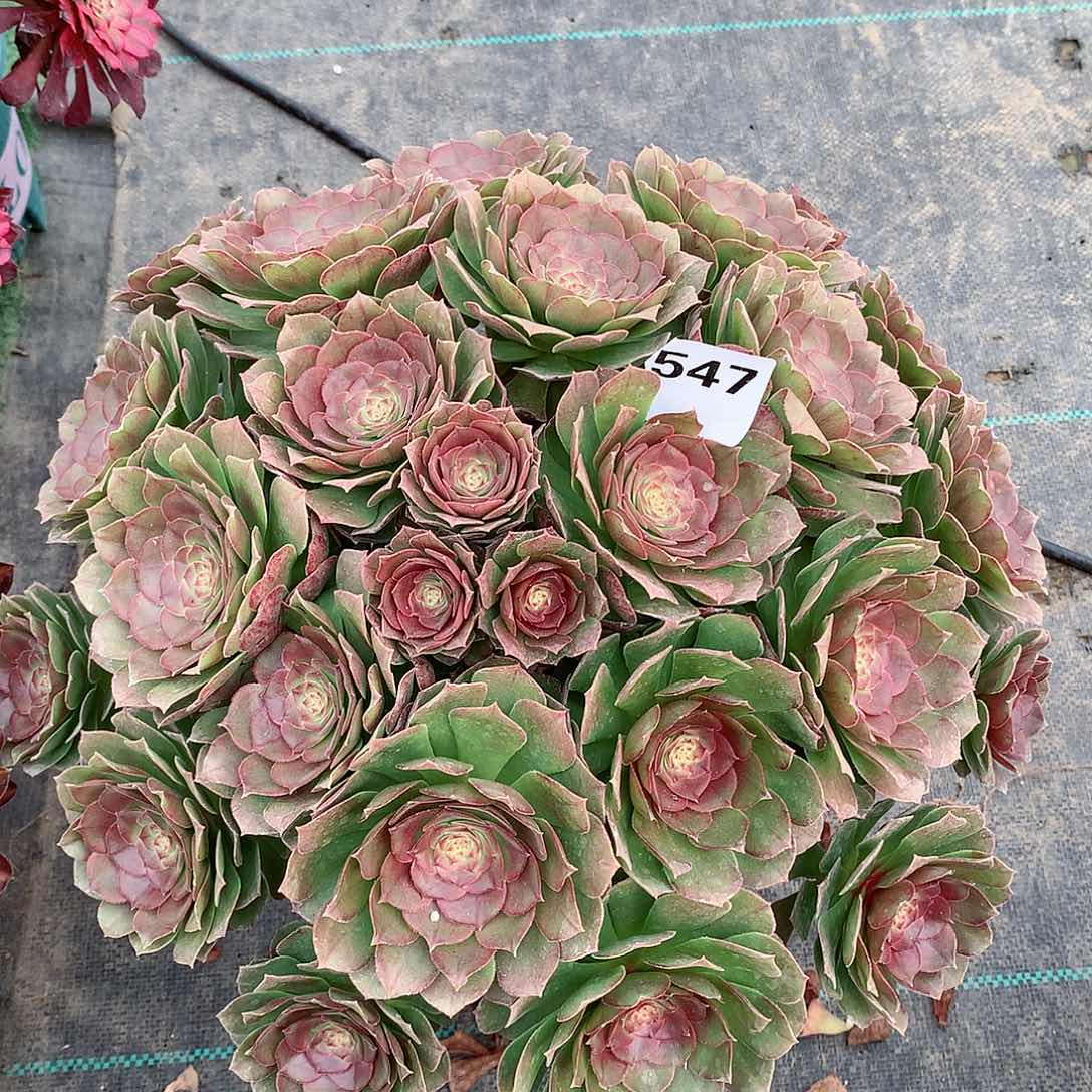 樱**雨547.万圣节多肉植物