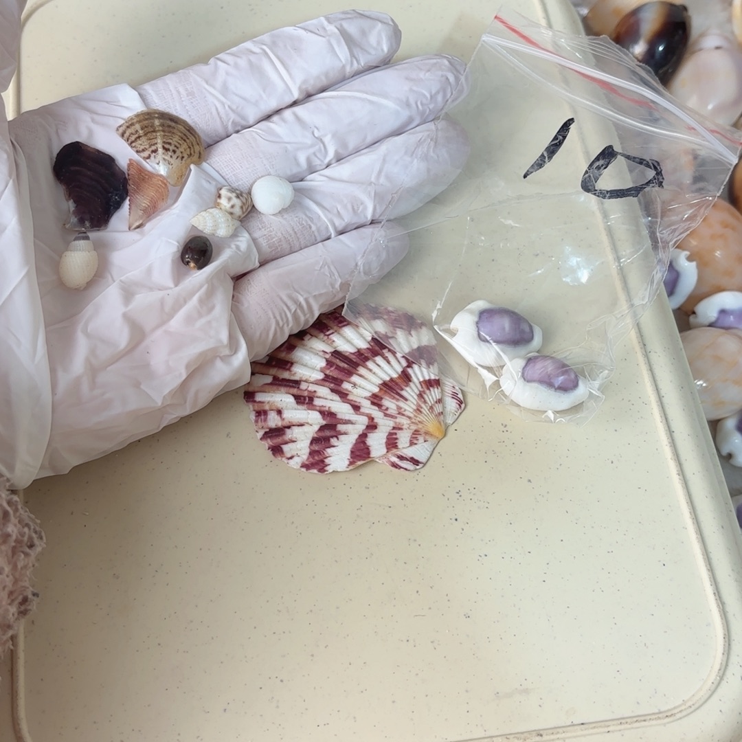 刘***鱼天然海螺标本福利