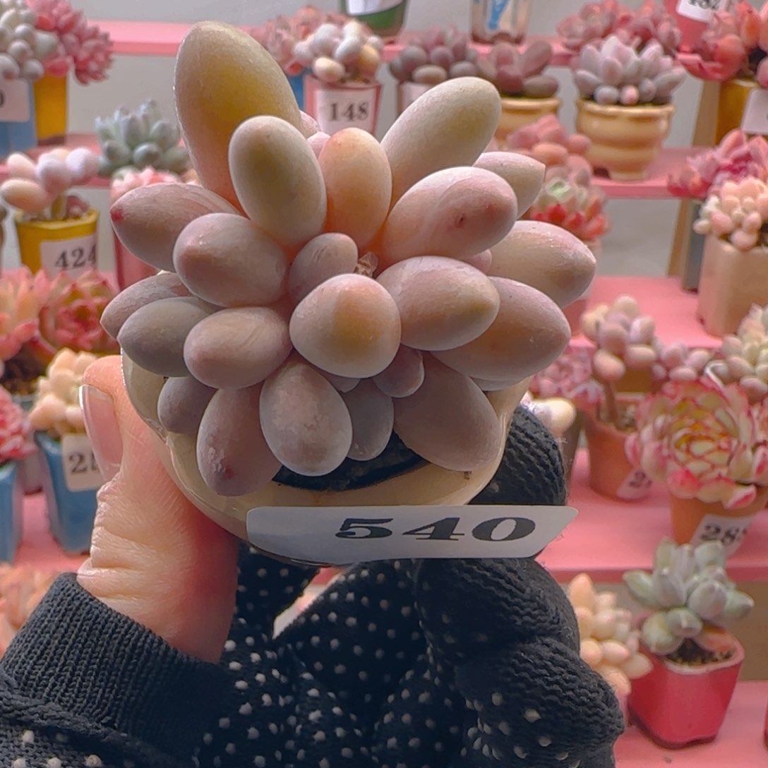 婴儿手指540 ，带盆土发货，满38包邮非偏远。