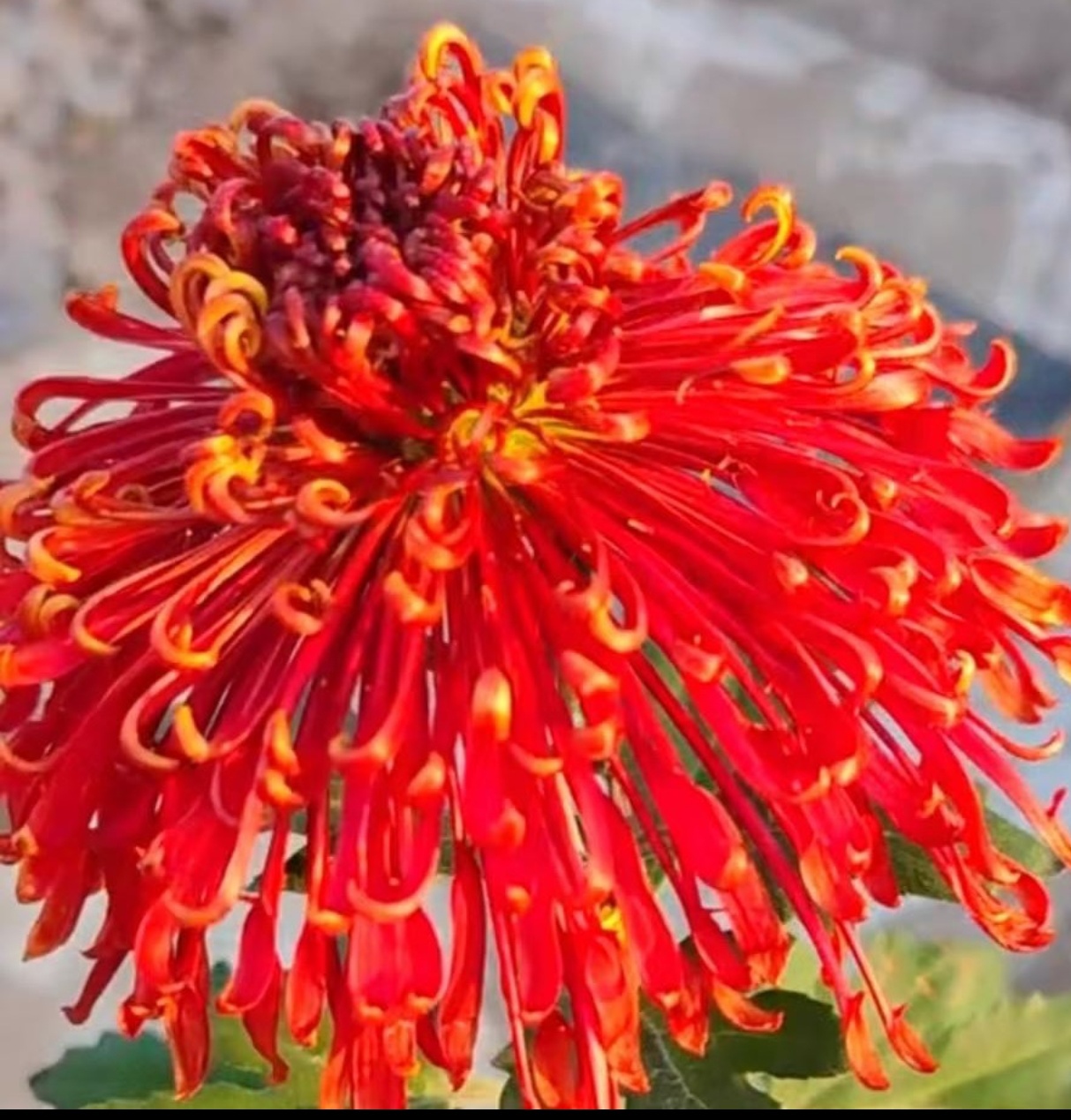 九月大花菊《山海神话》 菊花大苗 颜色艳丽