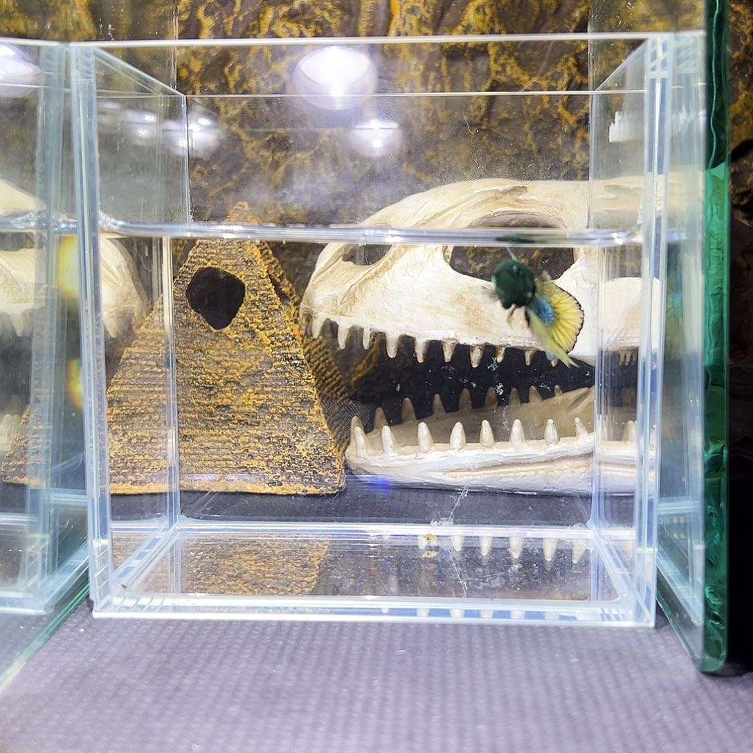 斗鱼精品精品精品精品精品精品