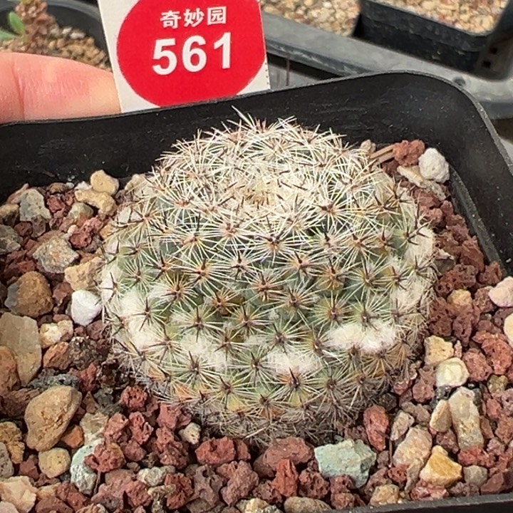 自根输入雪顶恋山彦3.8cm