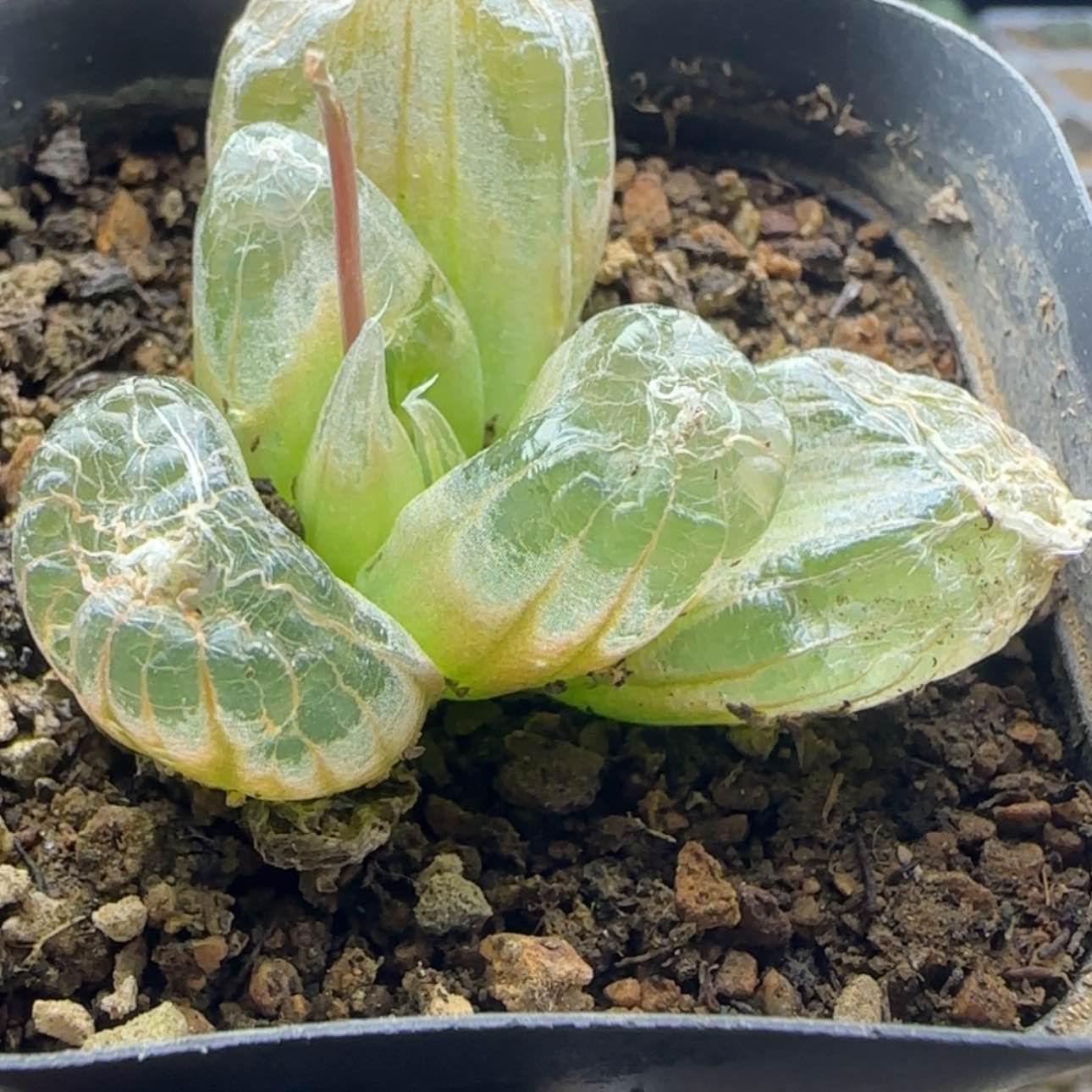 【闪购商品】22016佛座箍