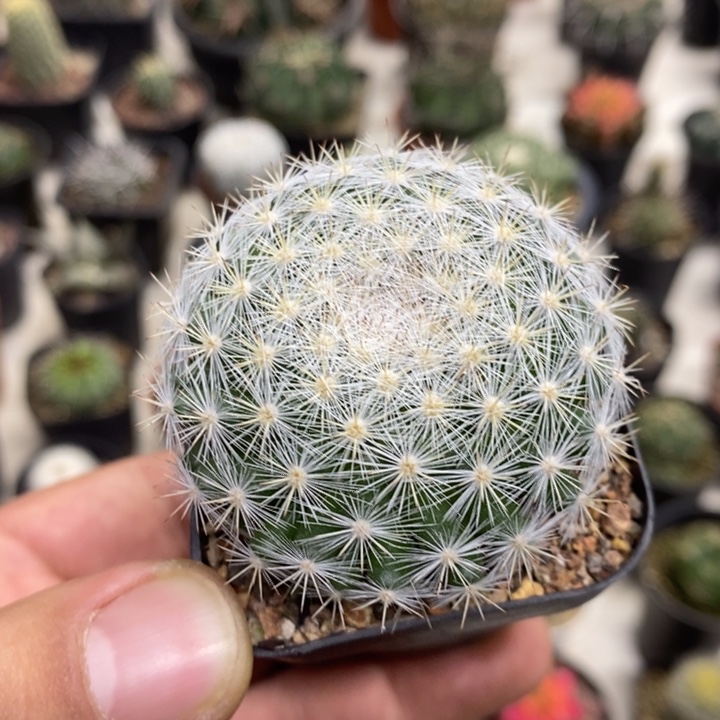 实生满月特价福利