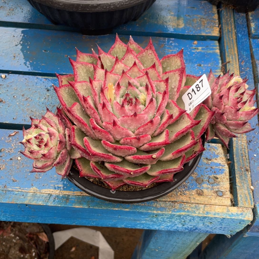 无花朵若如东云组拍D187