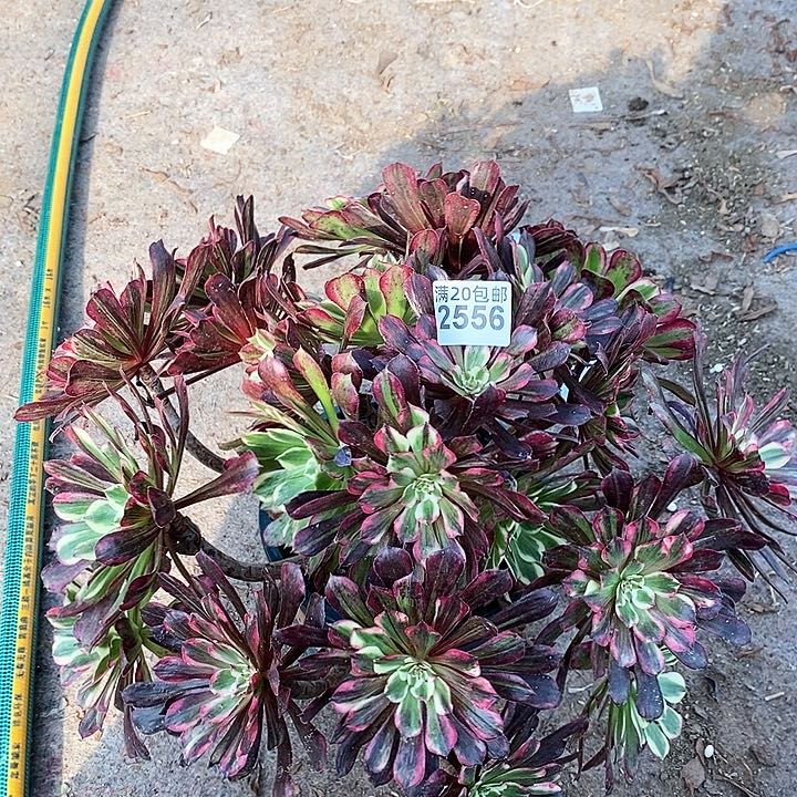 2556 一颗同花顺法师