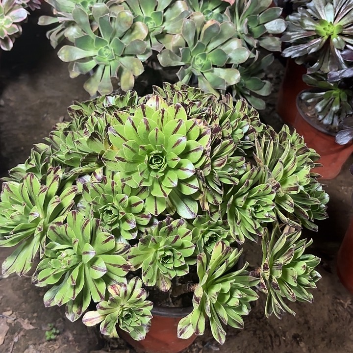 多肉植物法师碧火38