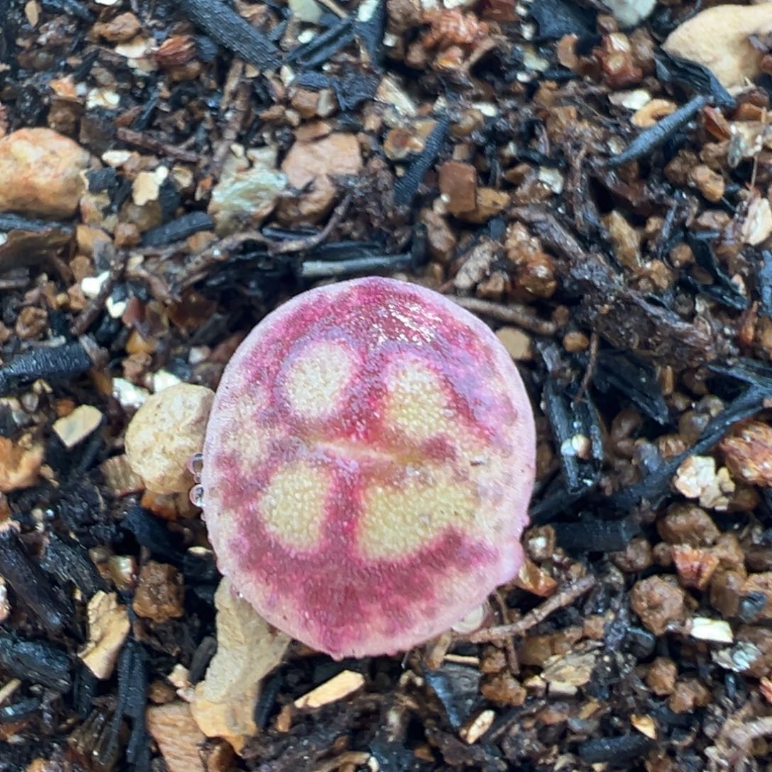 36多肉植物百科知识