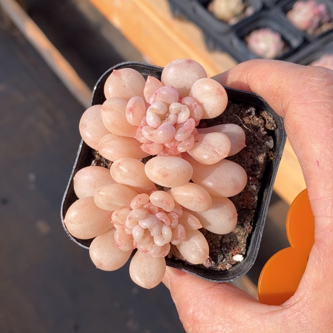 精品多肉一物一拍不包整75