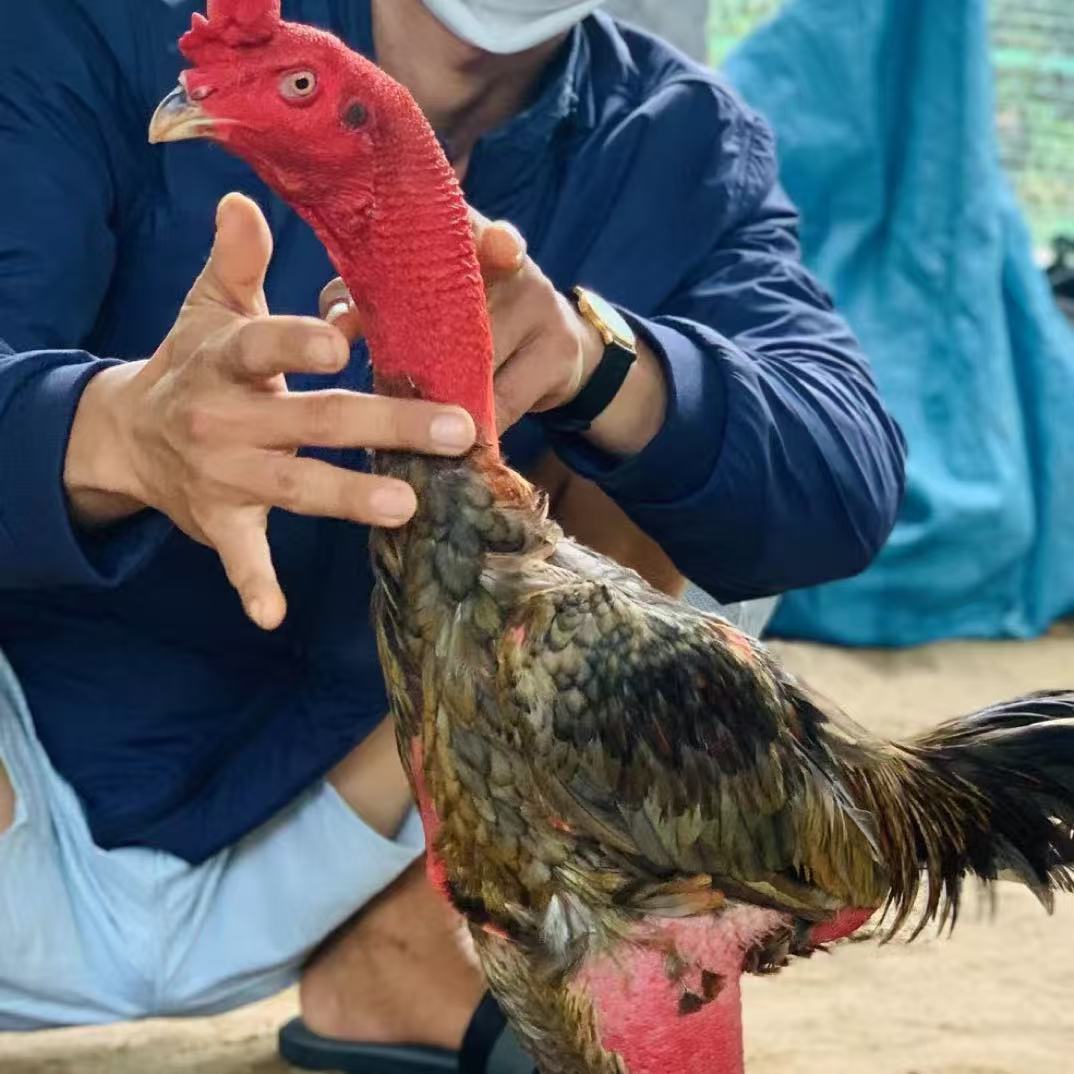 越南精选斗鸡高质量