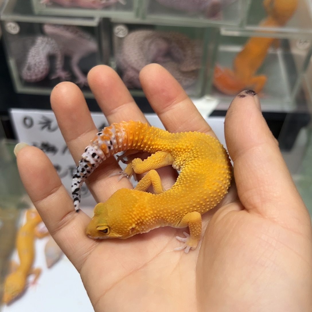 豹纹守宫豹纹守宫