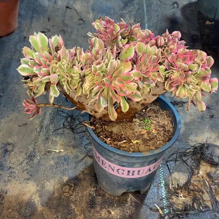 粉女巫缀多肉植物72 