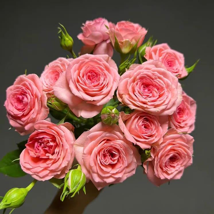 【鲜度瑞拉】月季一盆多颗 四季开花勤花 抗病耐热耐寒阳台盆栽花园