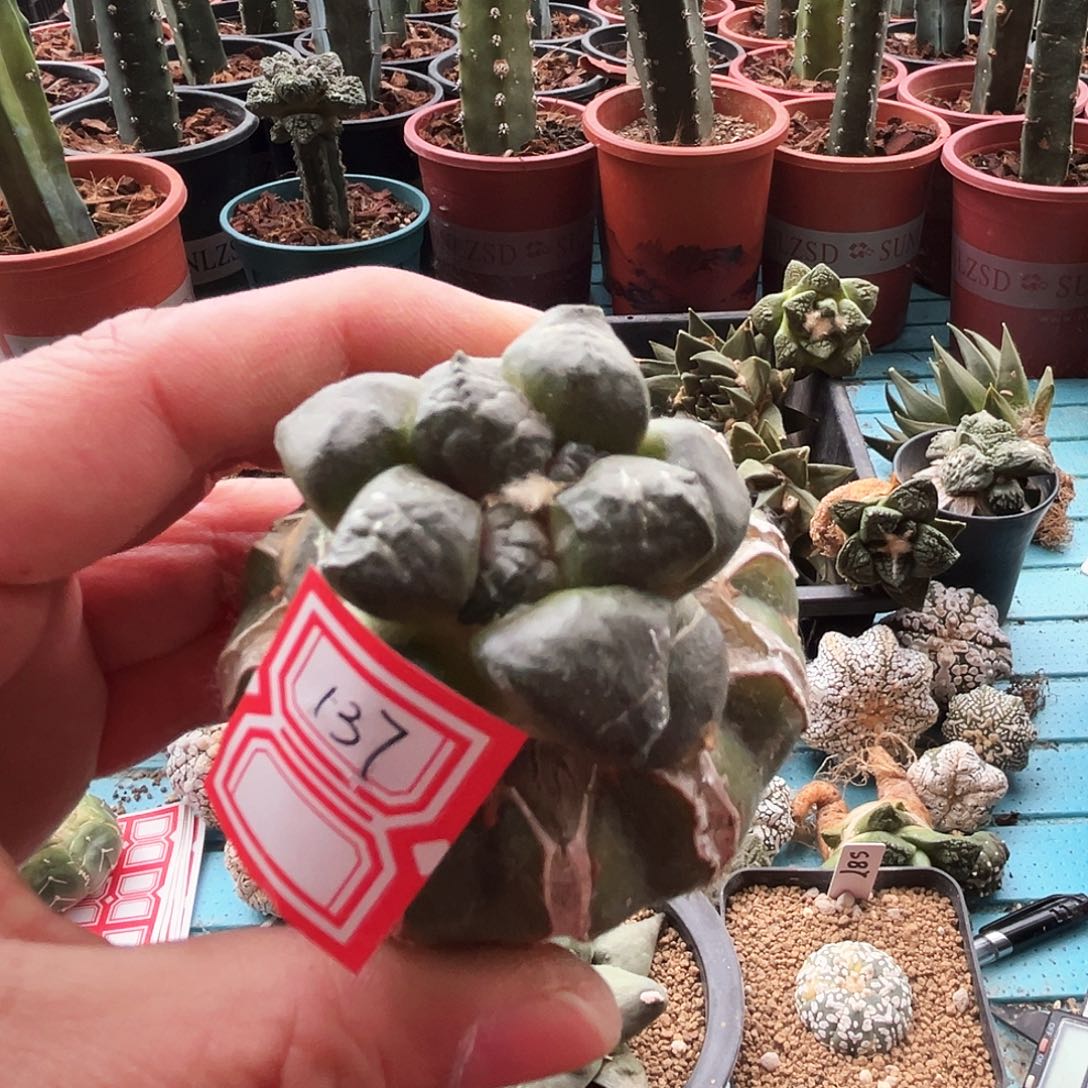 137连山新年快乐mmmm