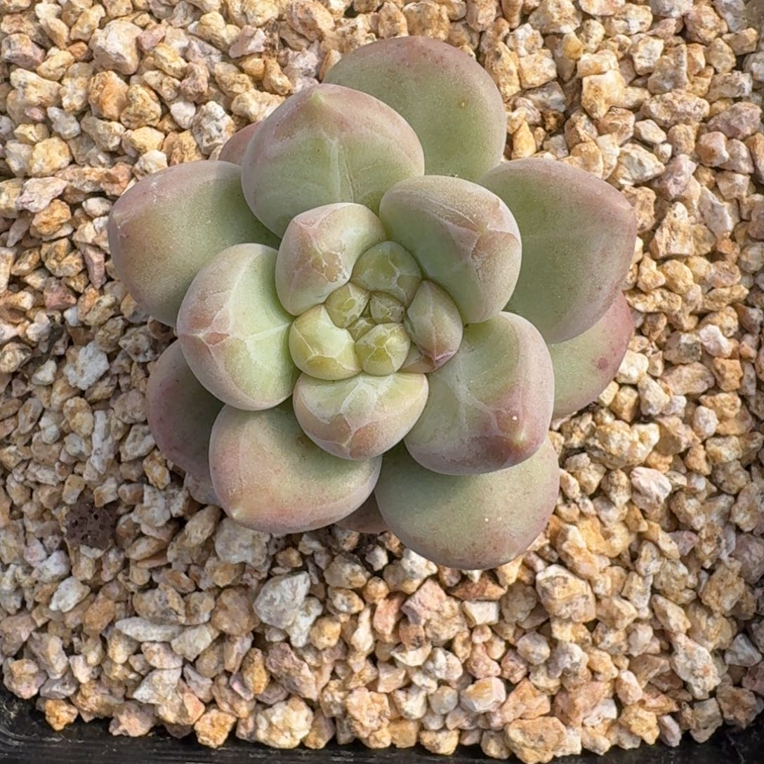 X系列美人新品 一物一拍