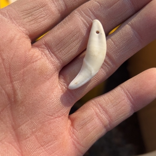 净***根杂色豆（科檀/科特迪瓦檀木）