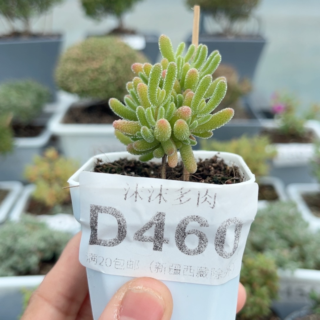 460冰晶枝干番杏