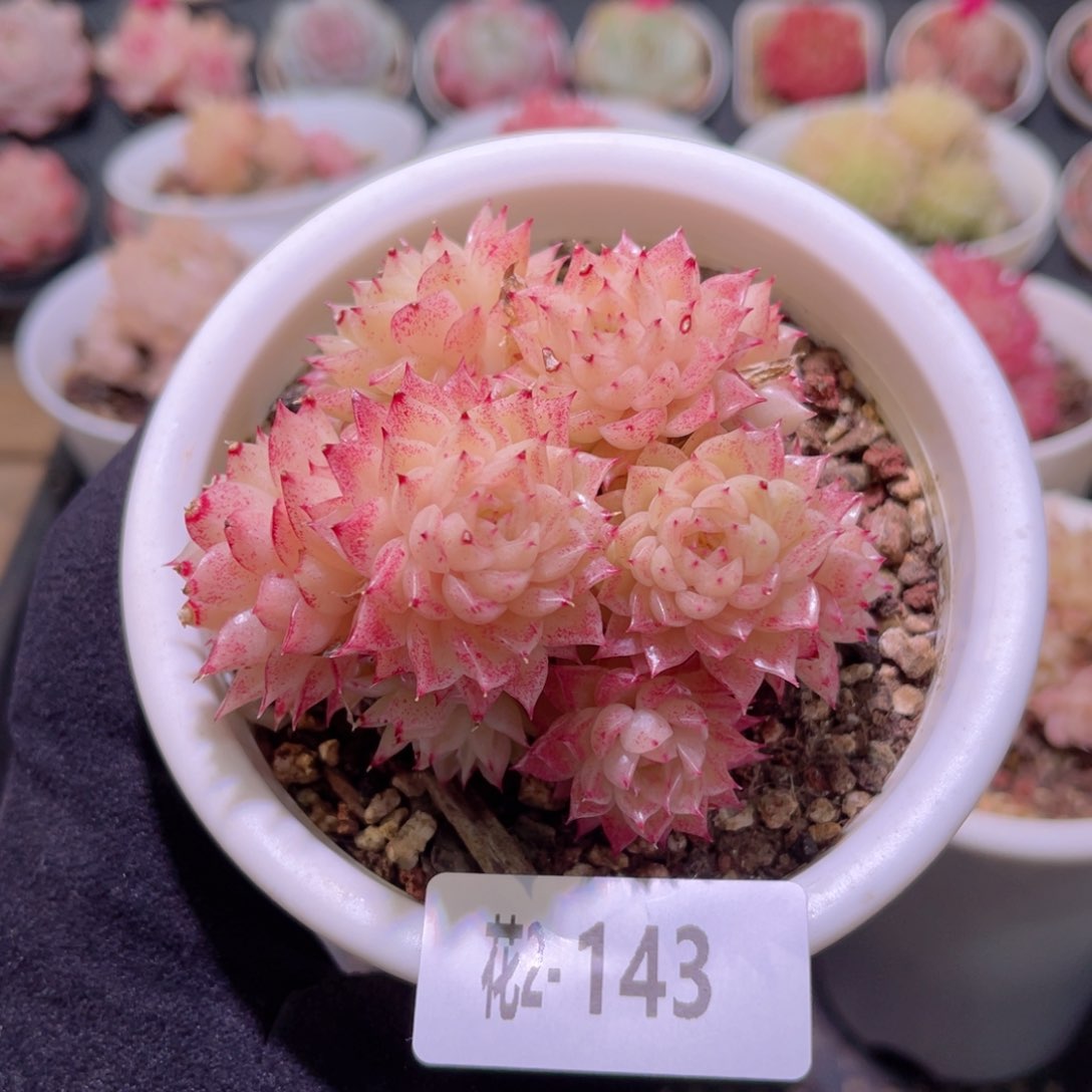 红陶花利美2-143麦秆群