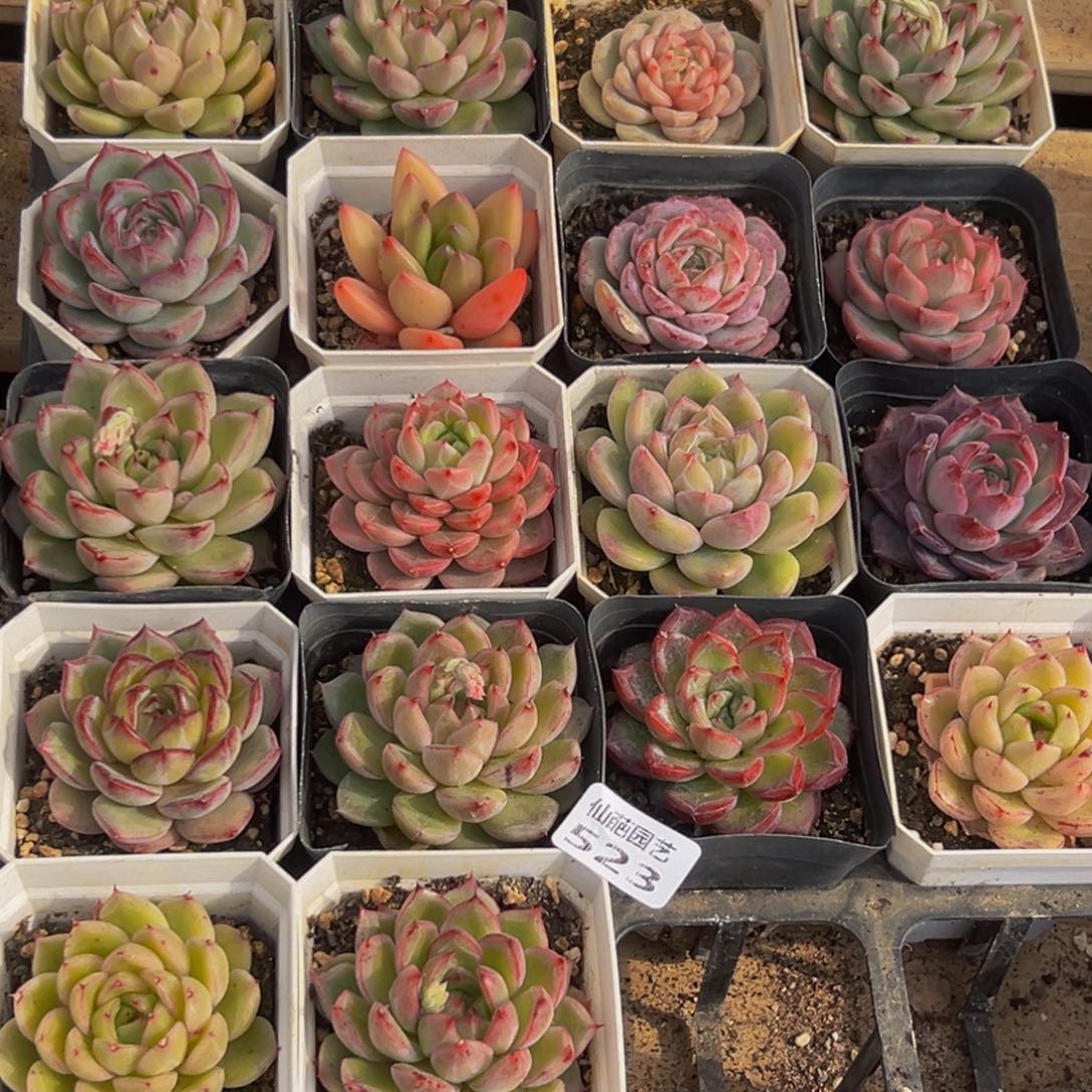 523多肉葡萄的味道是真的很