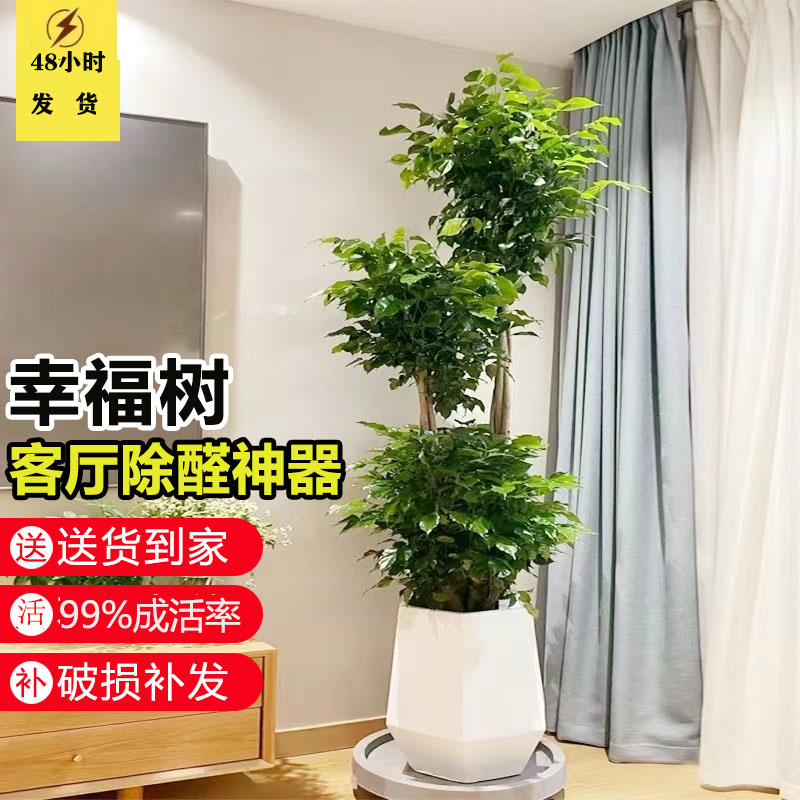 三层幸福树盆栽室内绿植花卉高杆大型植物绿宝办公室绿植盆栽室内
