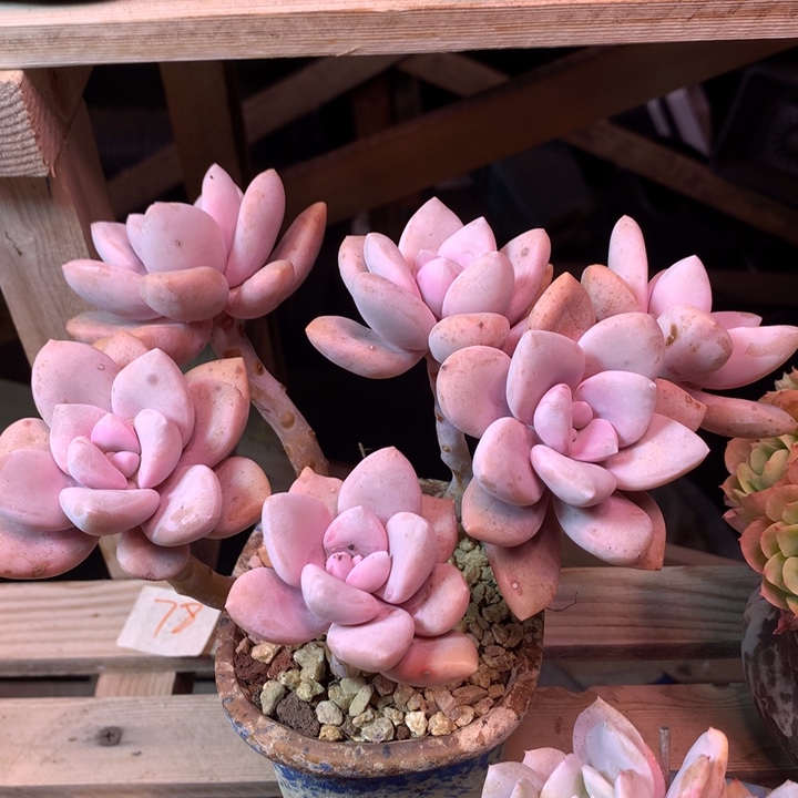 桃霜多肉植物dfghggh