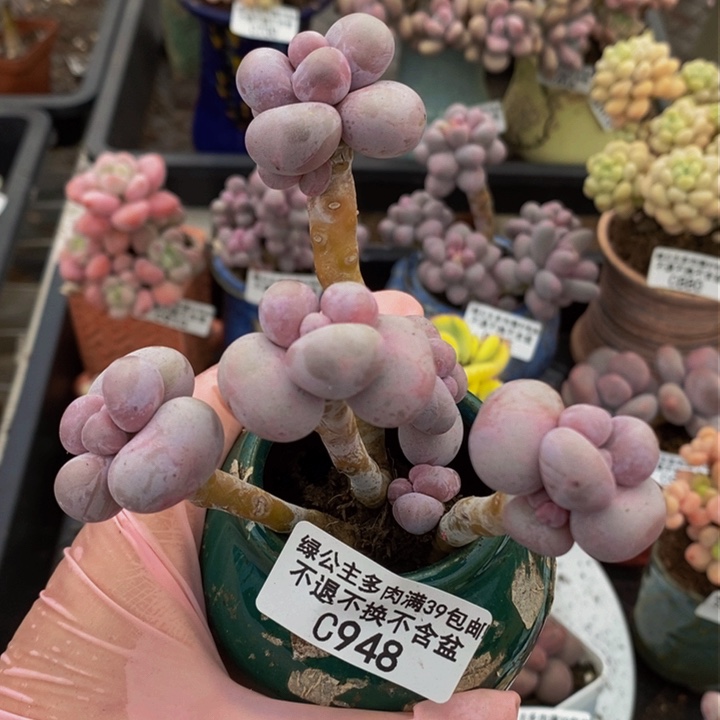 芭比奶洛老桩948多肉植物