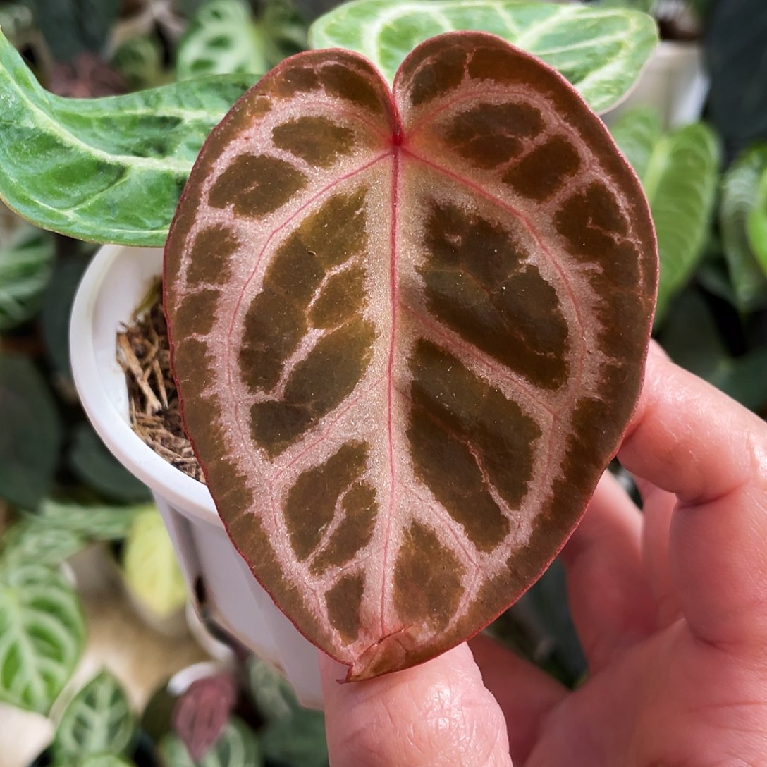 完全开放进口红虎